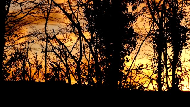 Sunset Trees Silhouettes - Free video on Pixabay