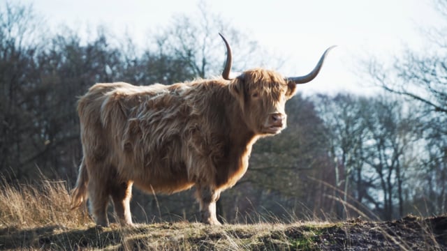 Highland Cows Cattle - Free Video On Pixabay