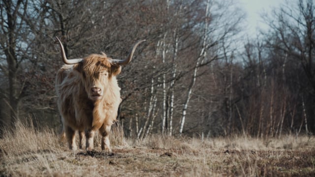 100+ Free Cattle & Animal Videos, HD & 4K Clips - Pixabay