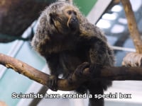 Newswise:Video Embedded saki-monkeys-get-screen-time-for-more-control-over-their-lives-in-captivity