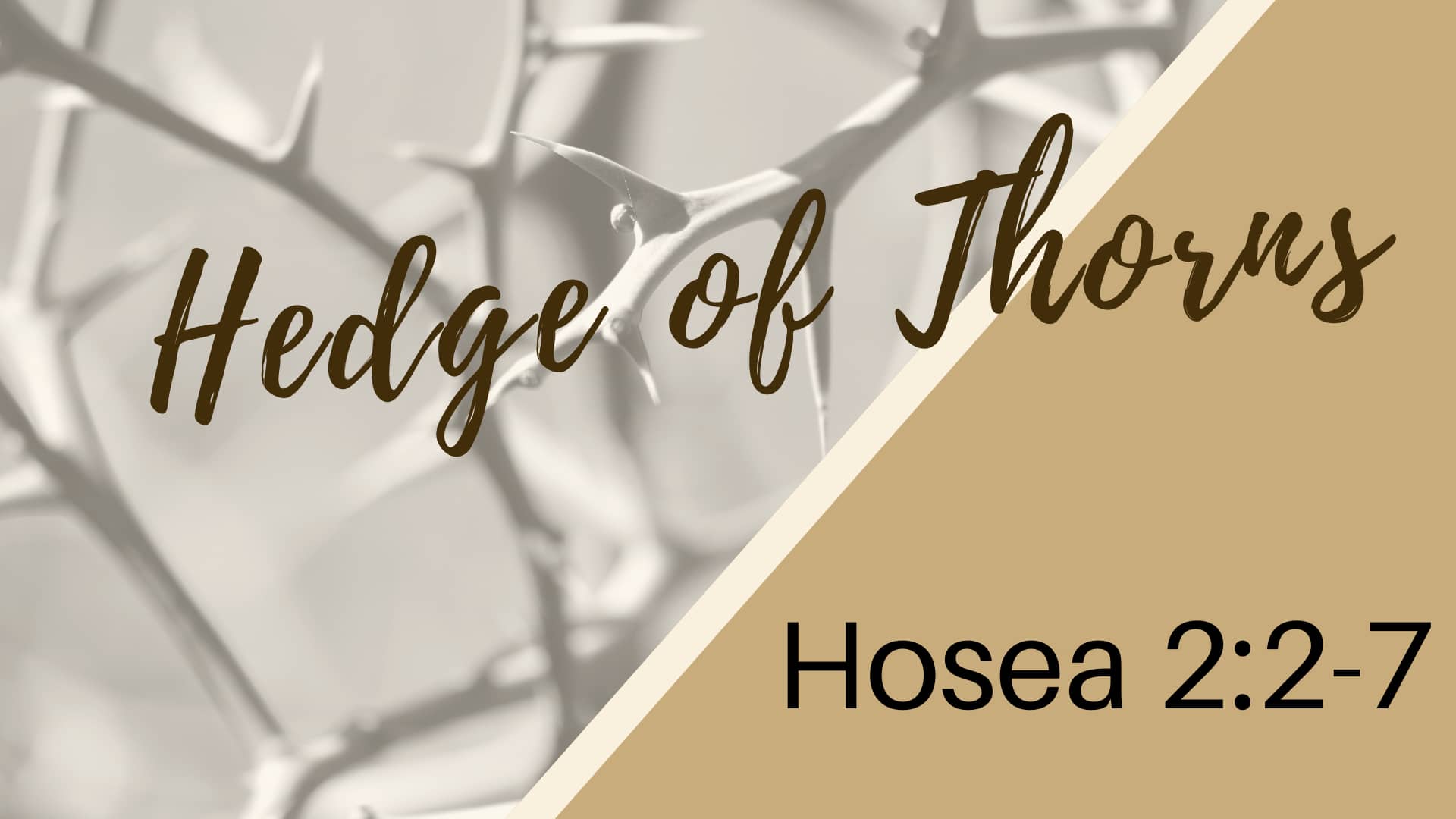 Hedge Of Thorns: Hosea 2:2-7 On Vimeo