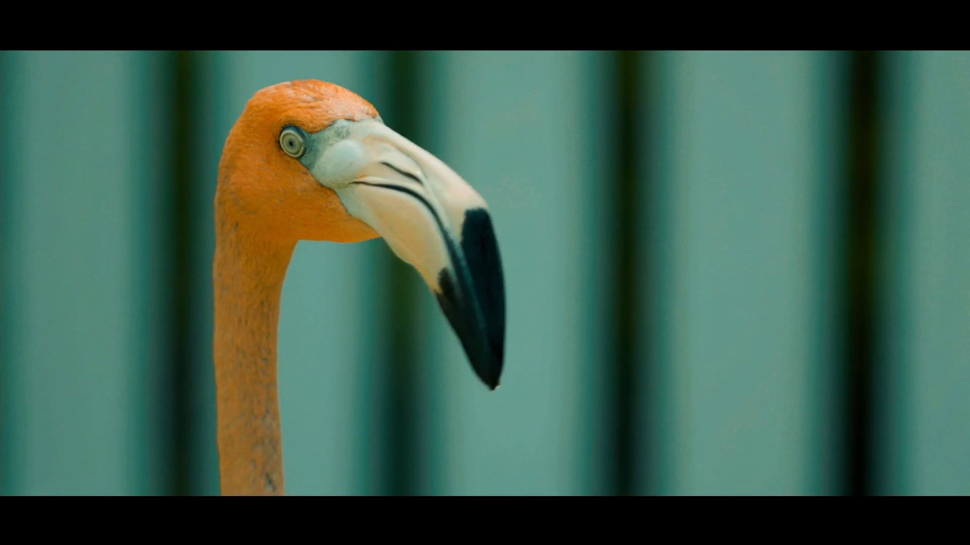 ROSEWOOD BAHA MAR | RETURN TO THE ISLANDS