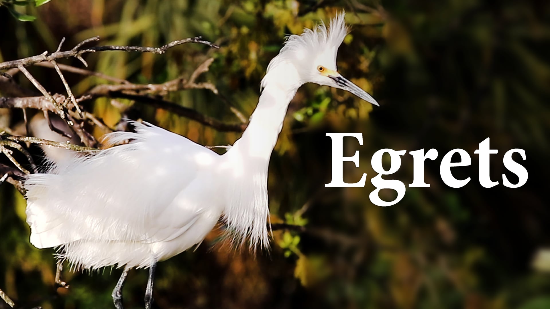 Great White and Snowy Egrets by Geoffrey C. Smith