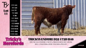 Lot #11 - TRICKYS ENDURE D32 173D H40