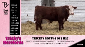 Lot #23 - TRICKYS BOY F44 D13 H27