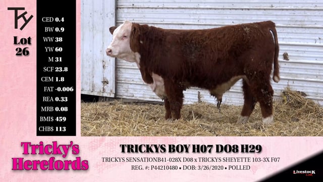 Lot #26 - TRICKYS BOY H07 D08 H29