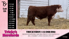 Lot #24 - TRICKYS BOY 112 D08 H02