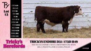 Lot #13 - TRICKYS ENDURE D31 173D H49