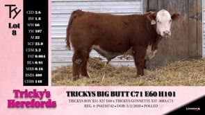 Lot #8 - TRICKYS BIG BUTT C71 E60 H101