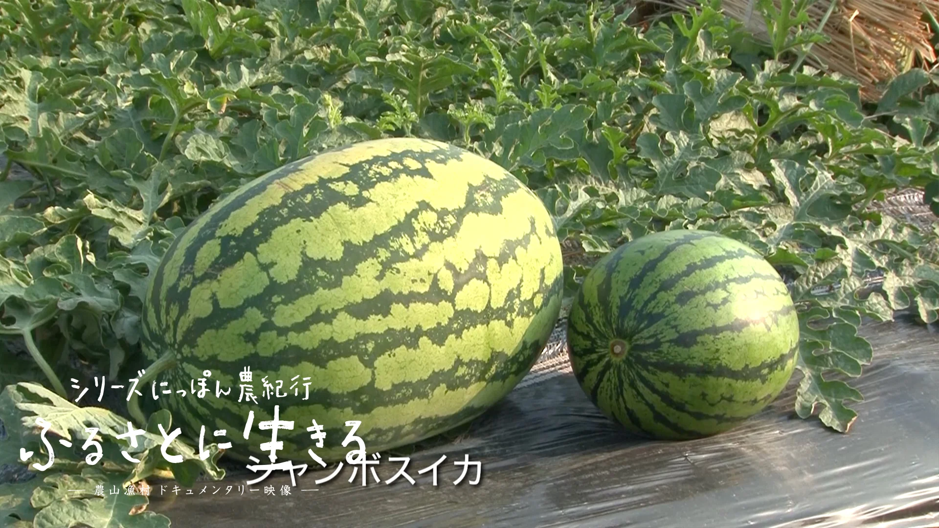 02入善町の入善ジャンボ西瓜、杉沢の沢スギ