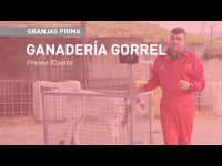 Terneras mejores y más rentables