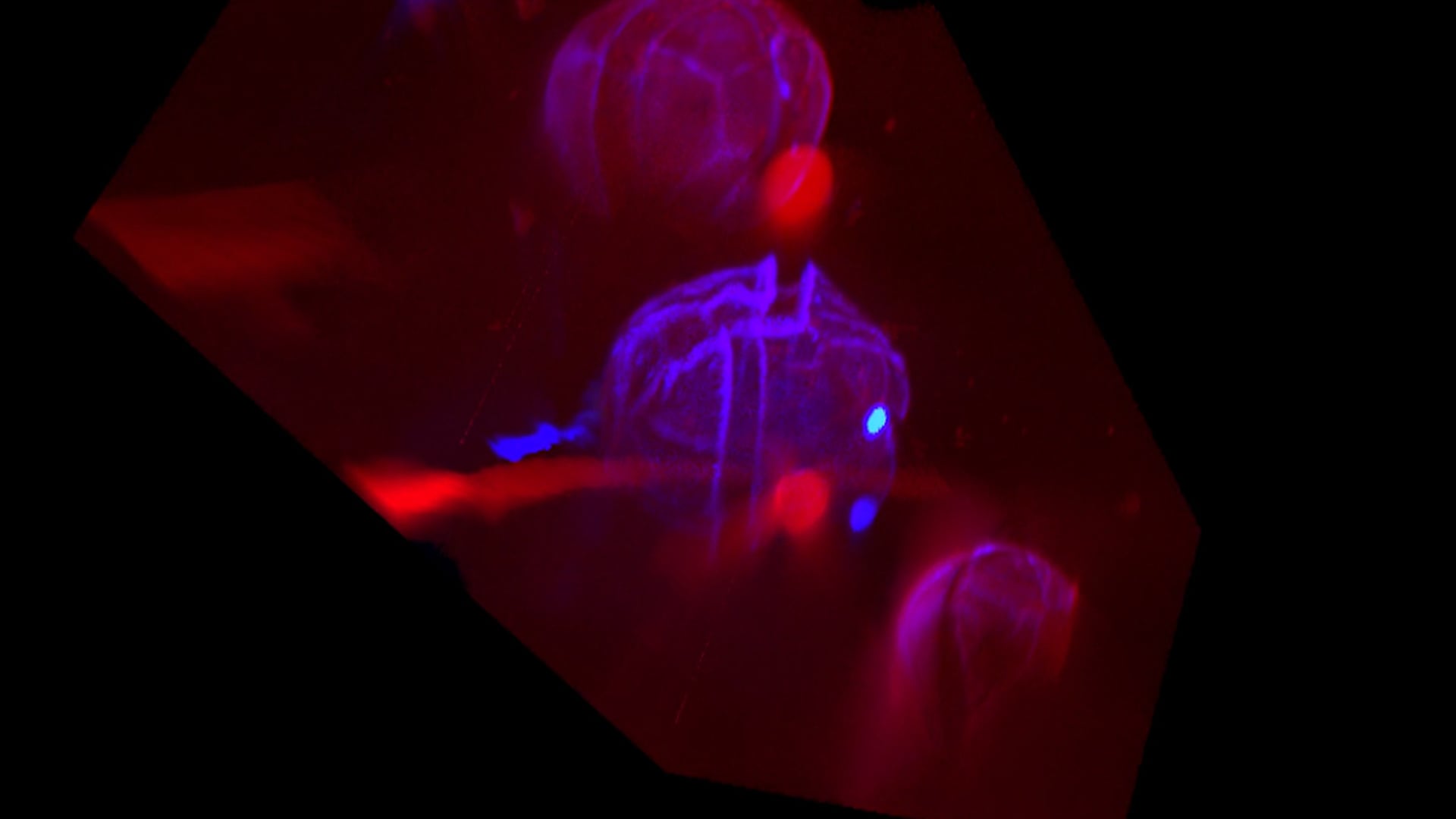 Video alexandrium 3d