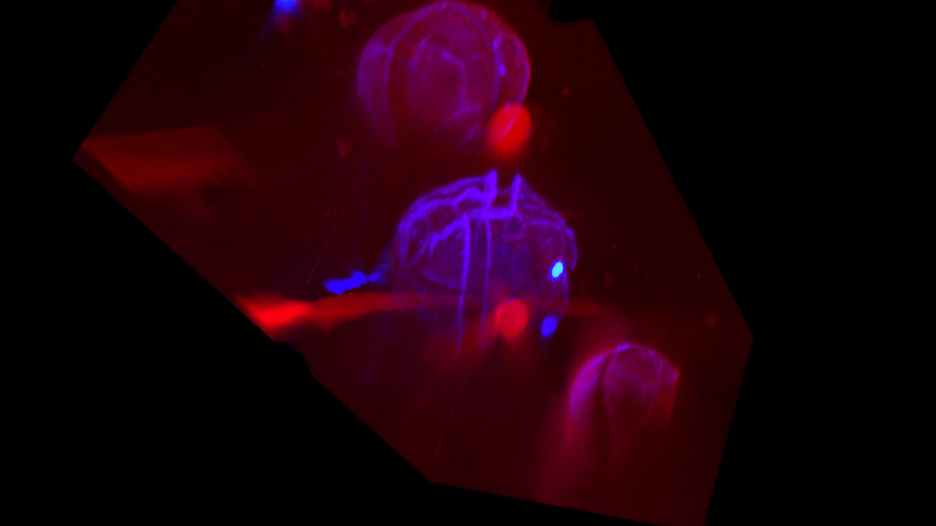 Video alexandrium 3d