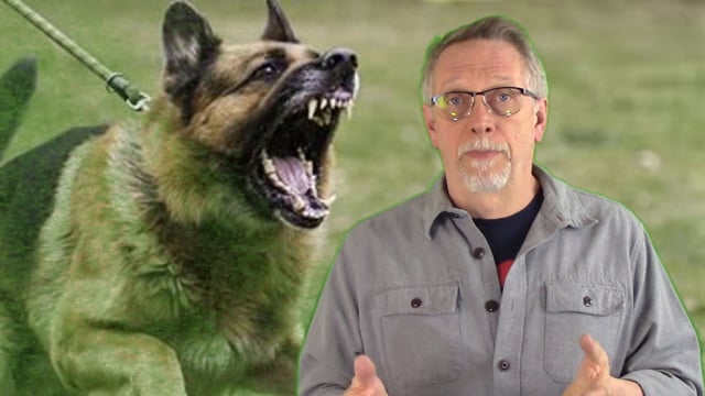 Raw food and resource guarding (food aggression)