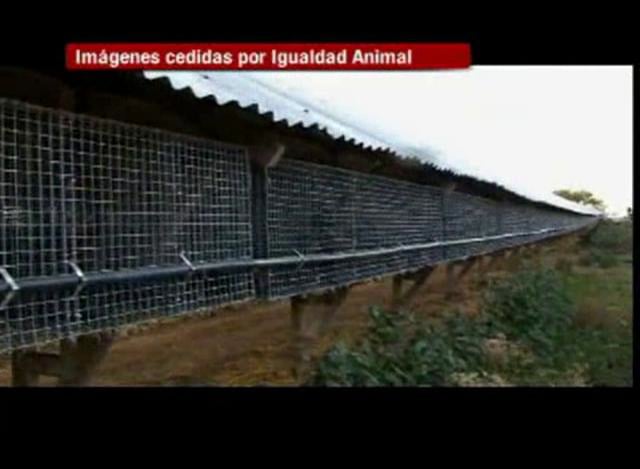 Noticia Cuatro – Investigación de Igualdad Animal en las granjas de visones