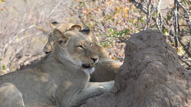 Video: Highlights of the Timbavati