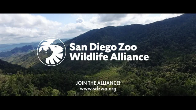 ostrich  San Diego Zoo Wildlife Explorers