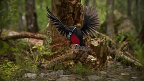 Global Cinema 4D users group at Vimeo