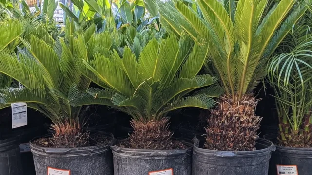 Sago palm store toxic to humans