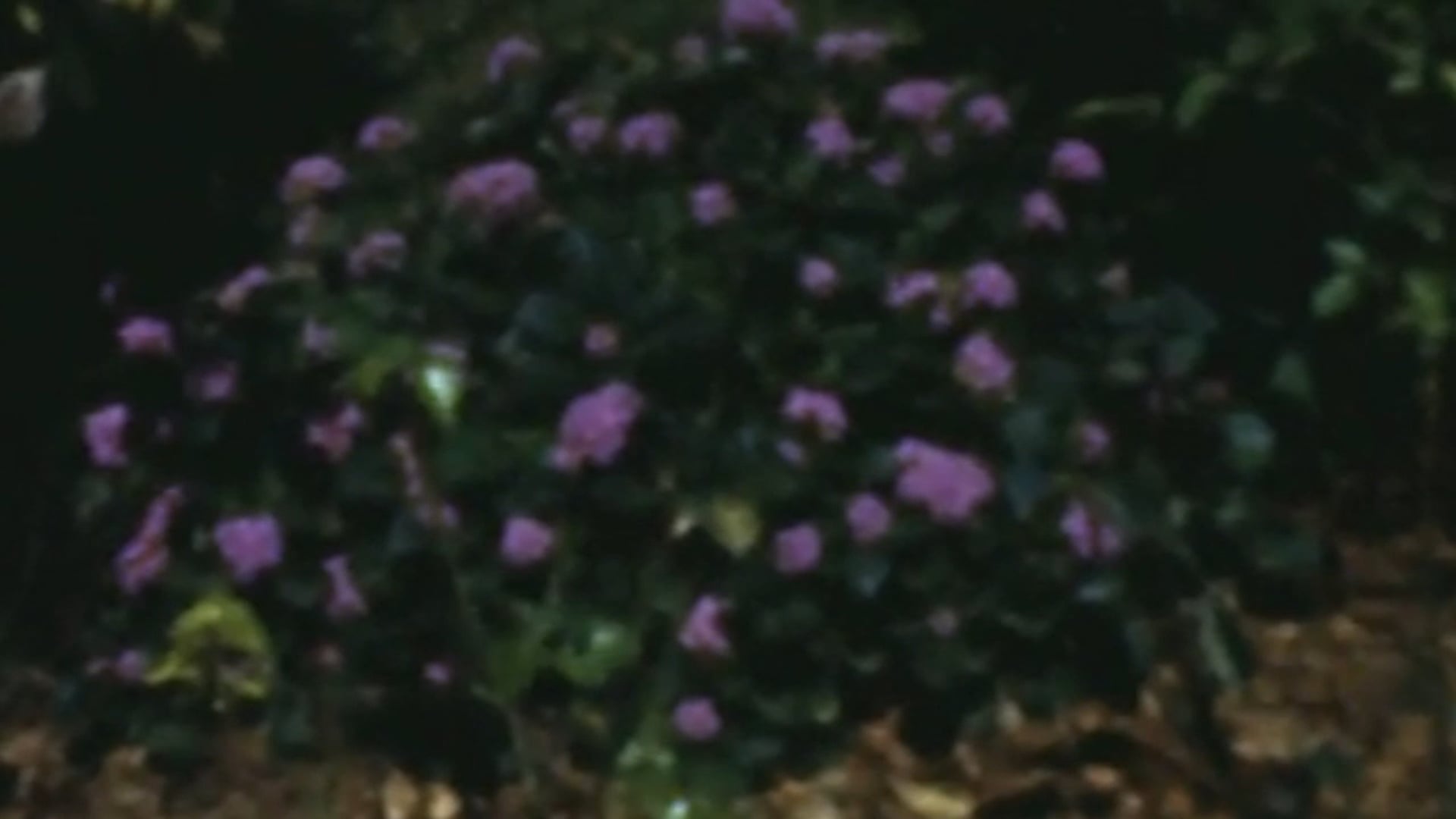 The Walls Were Violet, 2021