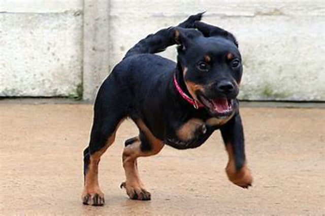 How to Help a Three-Legged Dog