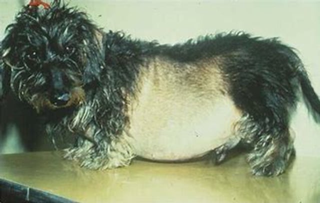 Dog in Trouble with Diabetes and Cushings