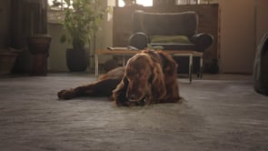 PURINA ADVENTUROS - Encounter