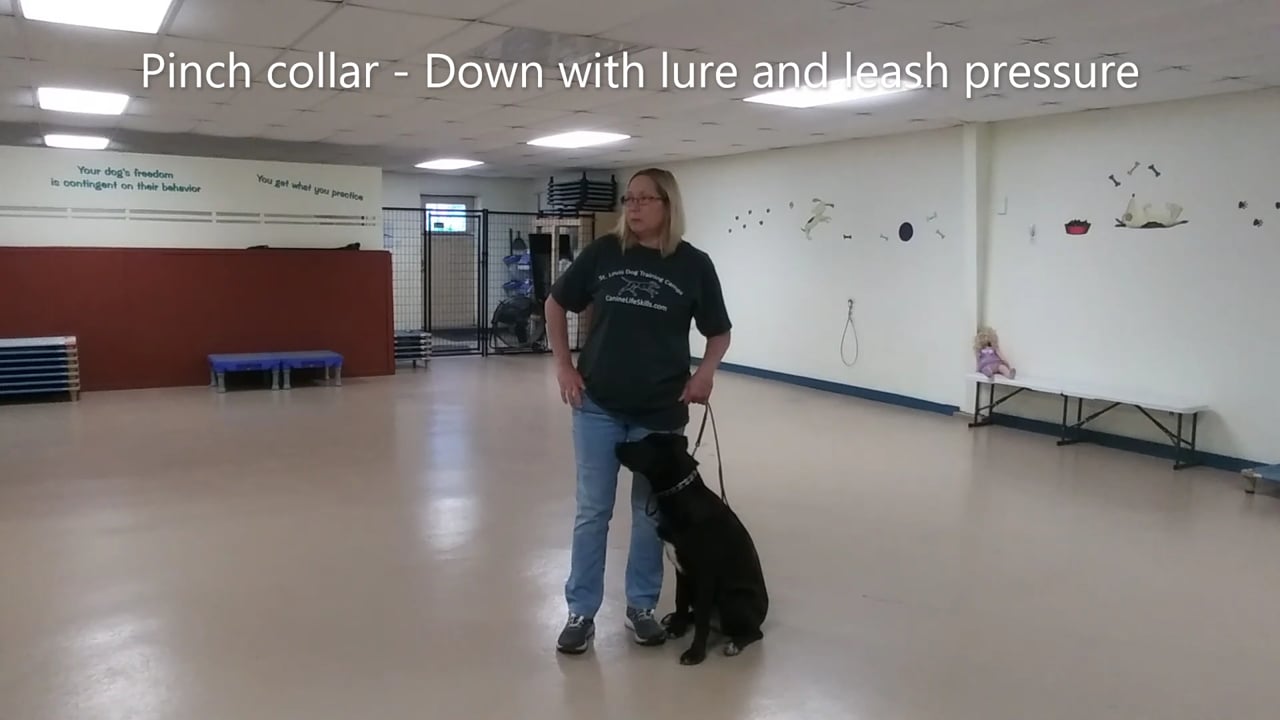 Leash pressure cheap