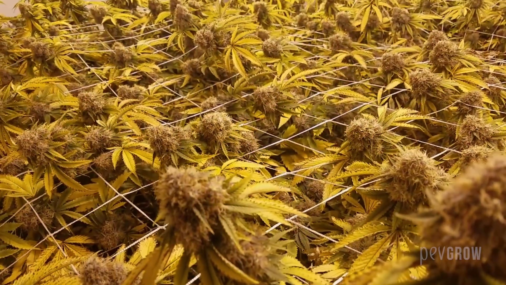 Gelbe Blätter bei Cannabispflanzen on Vimeo