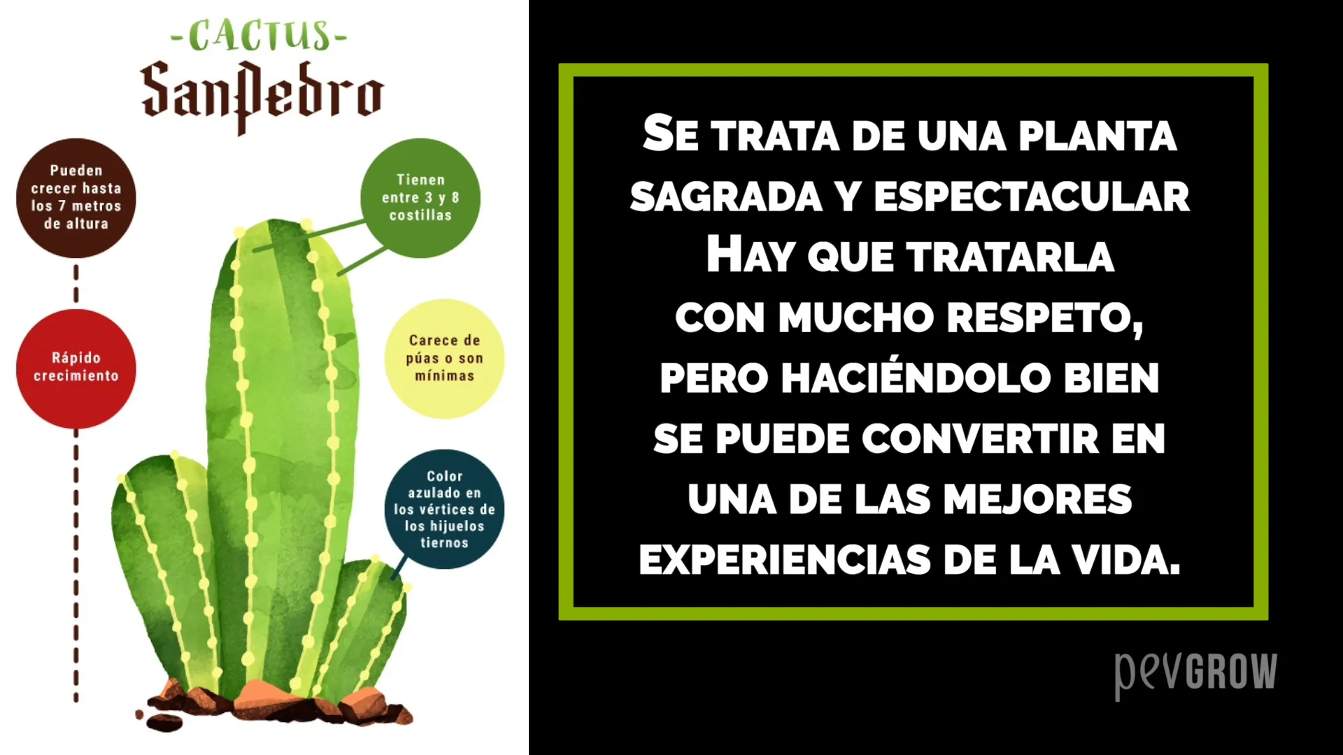 San Pedro, Toda la informacin acerca del cactus sagrado