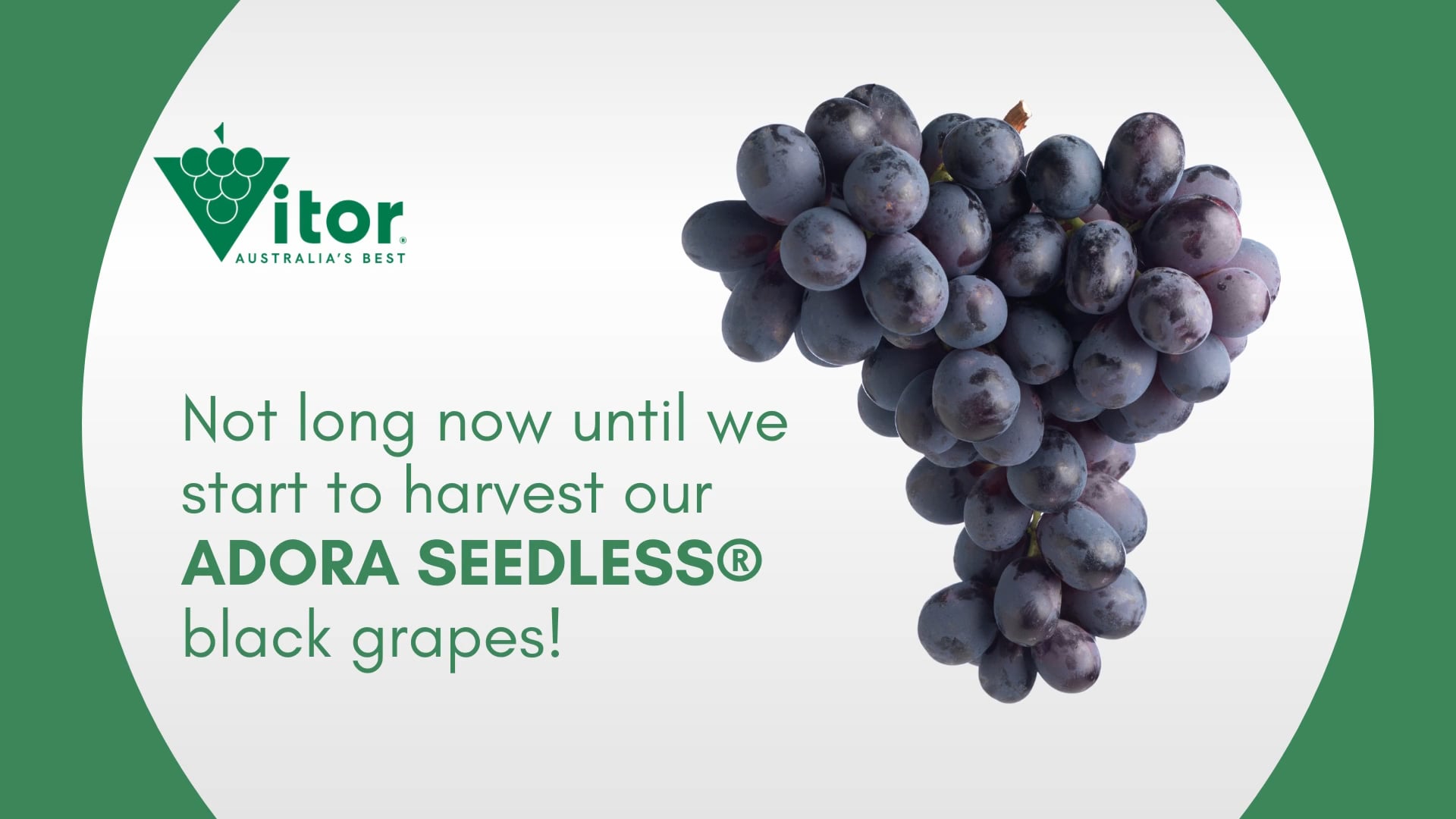 ADORA SEEDLESS® black grapes on Vimeo