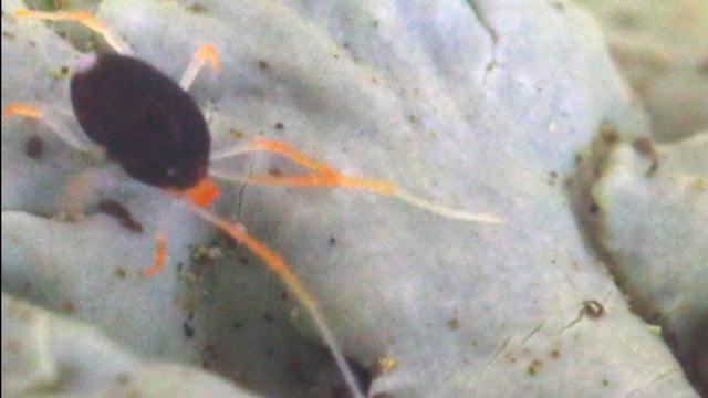 Red leg earth mite nymph (how chiggers climb on you so easily)