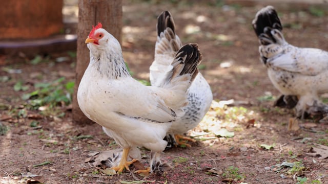 The Goose That Laid The Golden Eggs Chicken Food Egg Carton PNG, Clipart,  Animals, Candy, Chicken