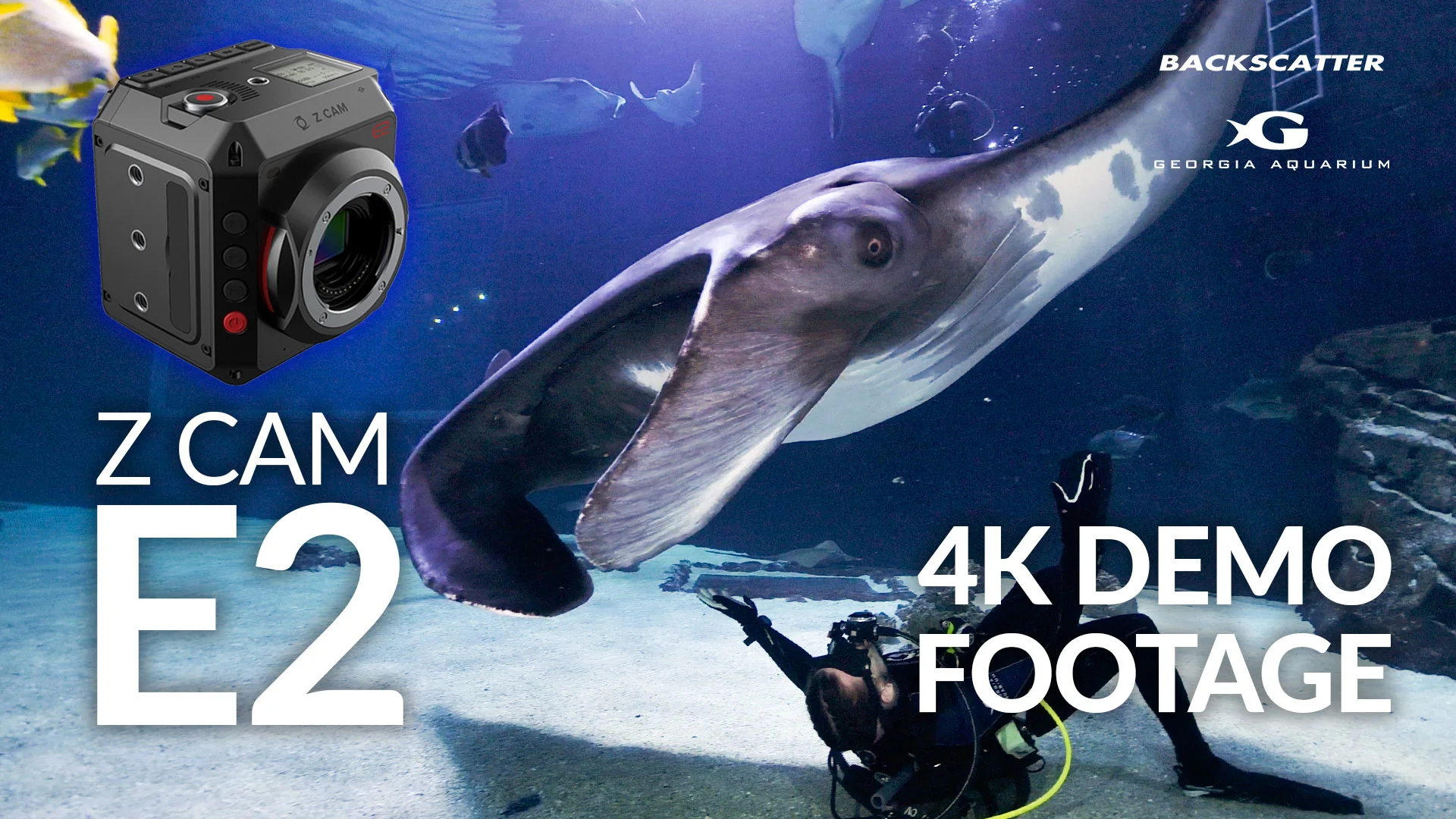 磯野キャビア ボールペン画集ZOO 61CWu4aMXiL._UF350,350_QL50_.jpg