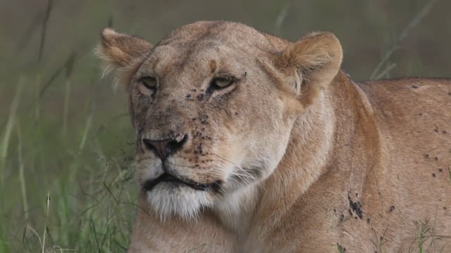 Video: Lions of the Mara