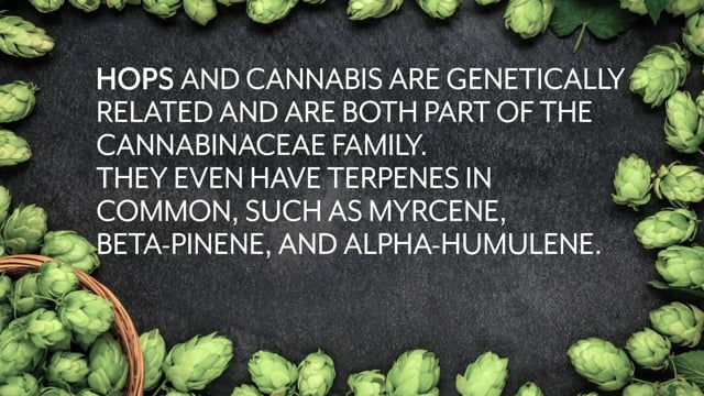 Cannabis Trivia