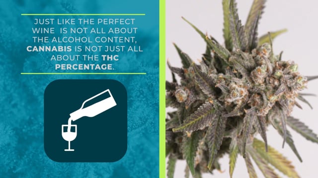 THC Percentage: What You Need to Know