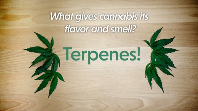 What are terpenes?