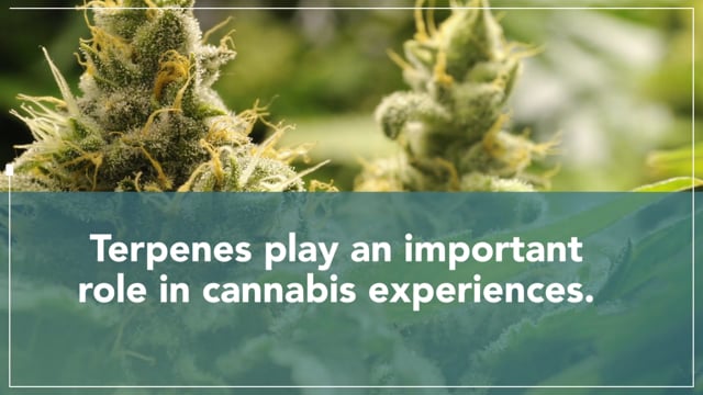 Secondary Terpenes