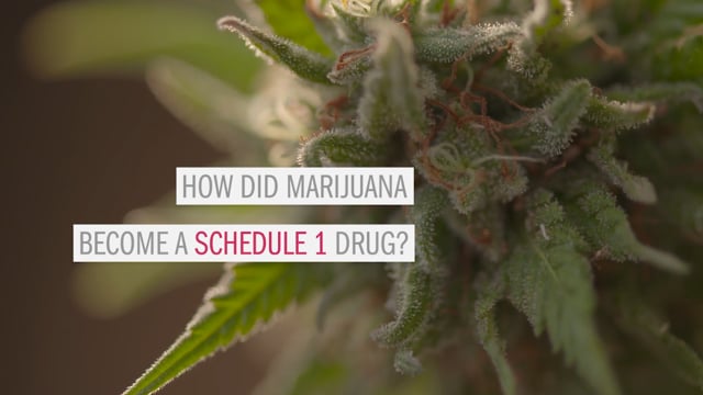 How did marijuana became a schedule 1 drug?