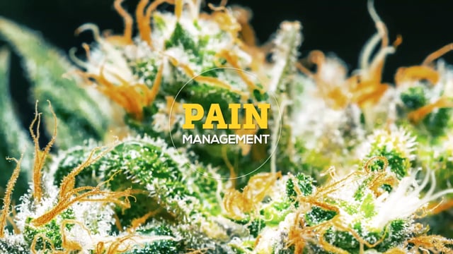 Pain Management with Cannabis