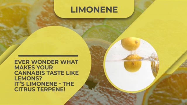 Limonene - Canna Provisions