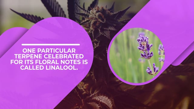 The Effect of Linalool
