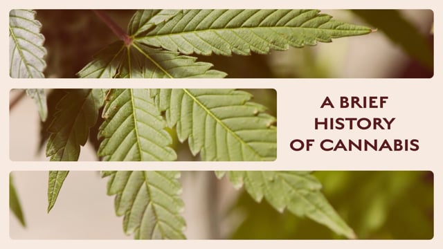 A Brief History of Cannabis