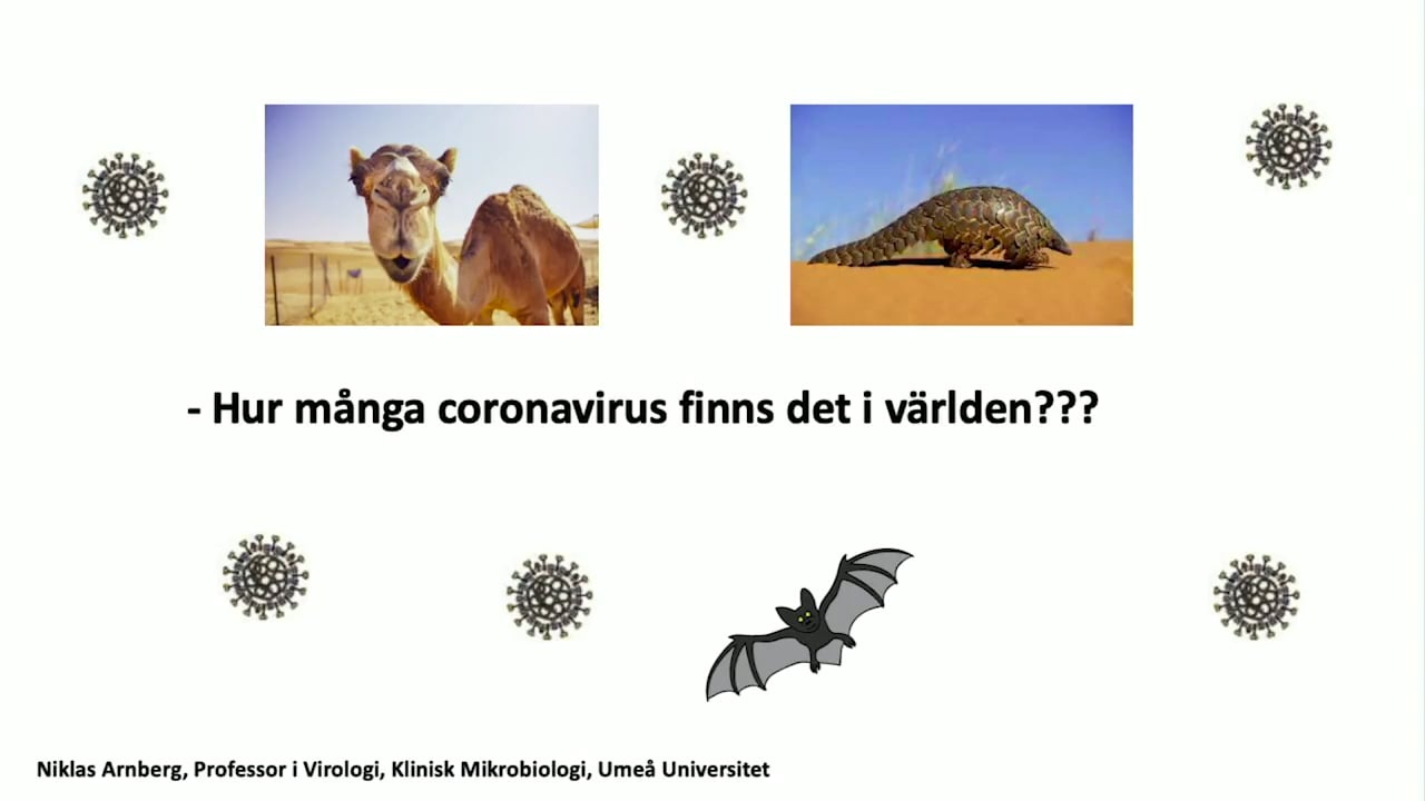 Film: Hur många coronavirus finns det i världen?