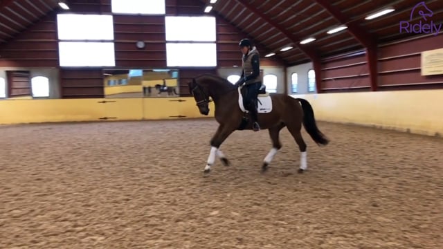 Åttvolt i galopp