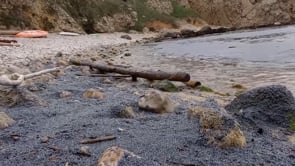 El vent de llevant porta una colònia de velelles a la platja de la Creu