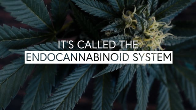 Endocannabinoid System and How it works