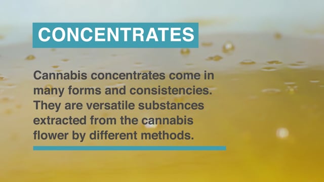 What are Cannabis Concentrates?