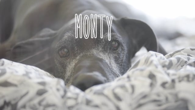 Cannabis & Pets - Monty